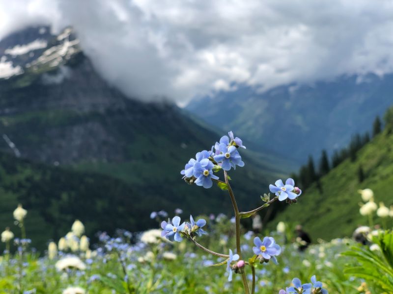 paesaggio con fiori