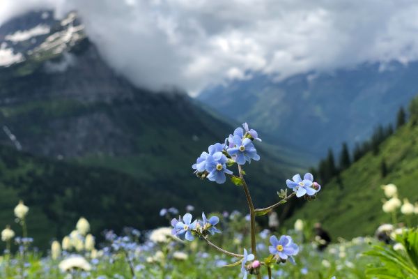 paesaggio con fiori